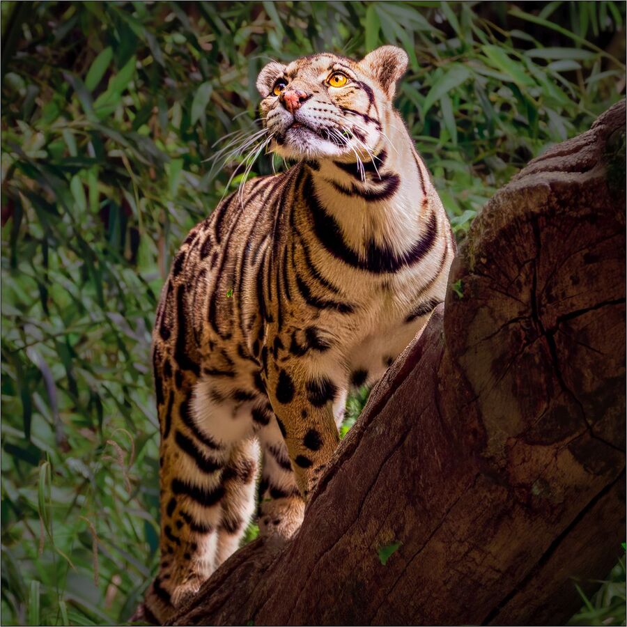 Cloud Leopard - Bob Adams